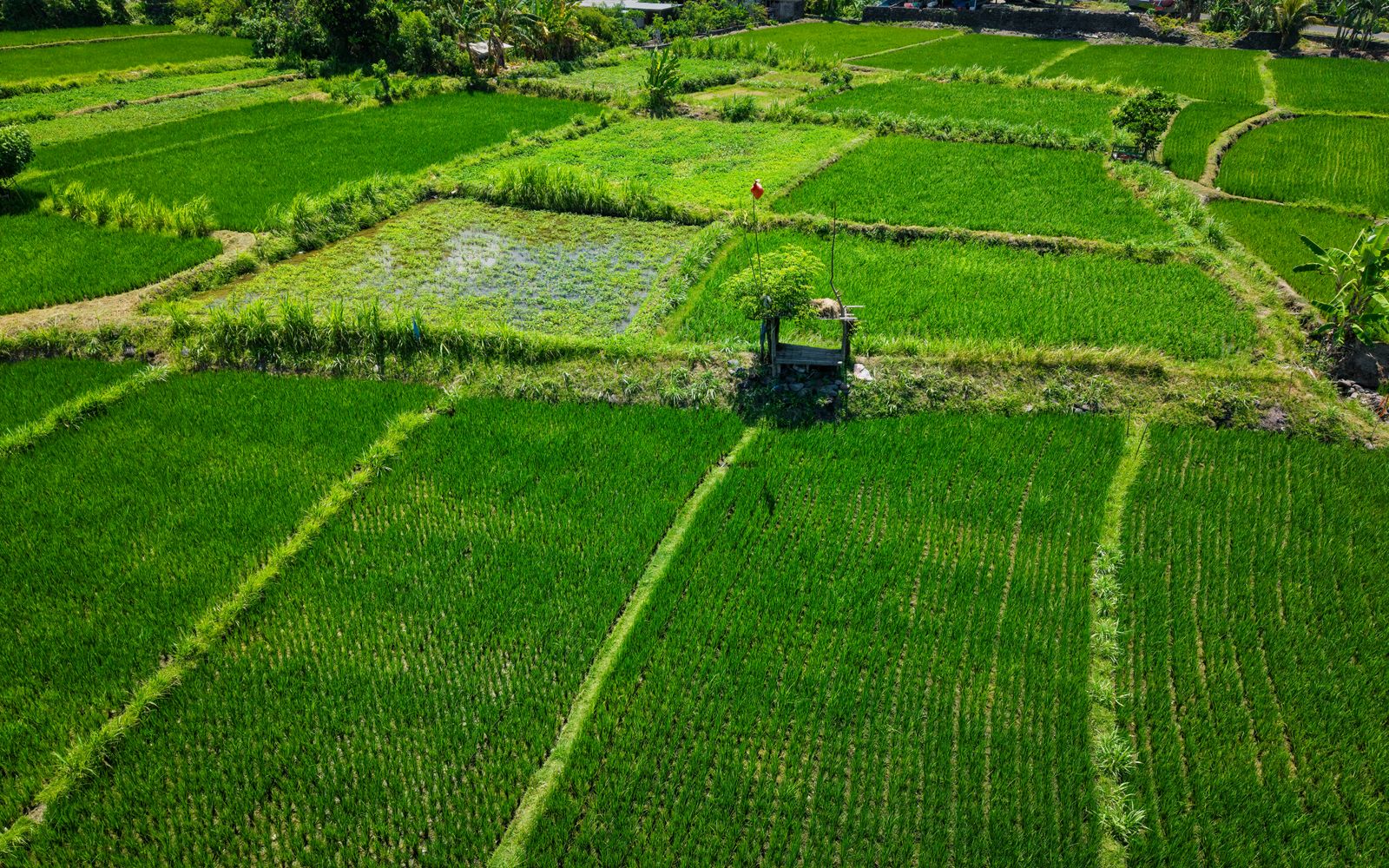 Lush green rice fields in Bali viewed from above, showcasing agricultural beauty.