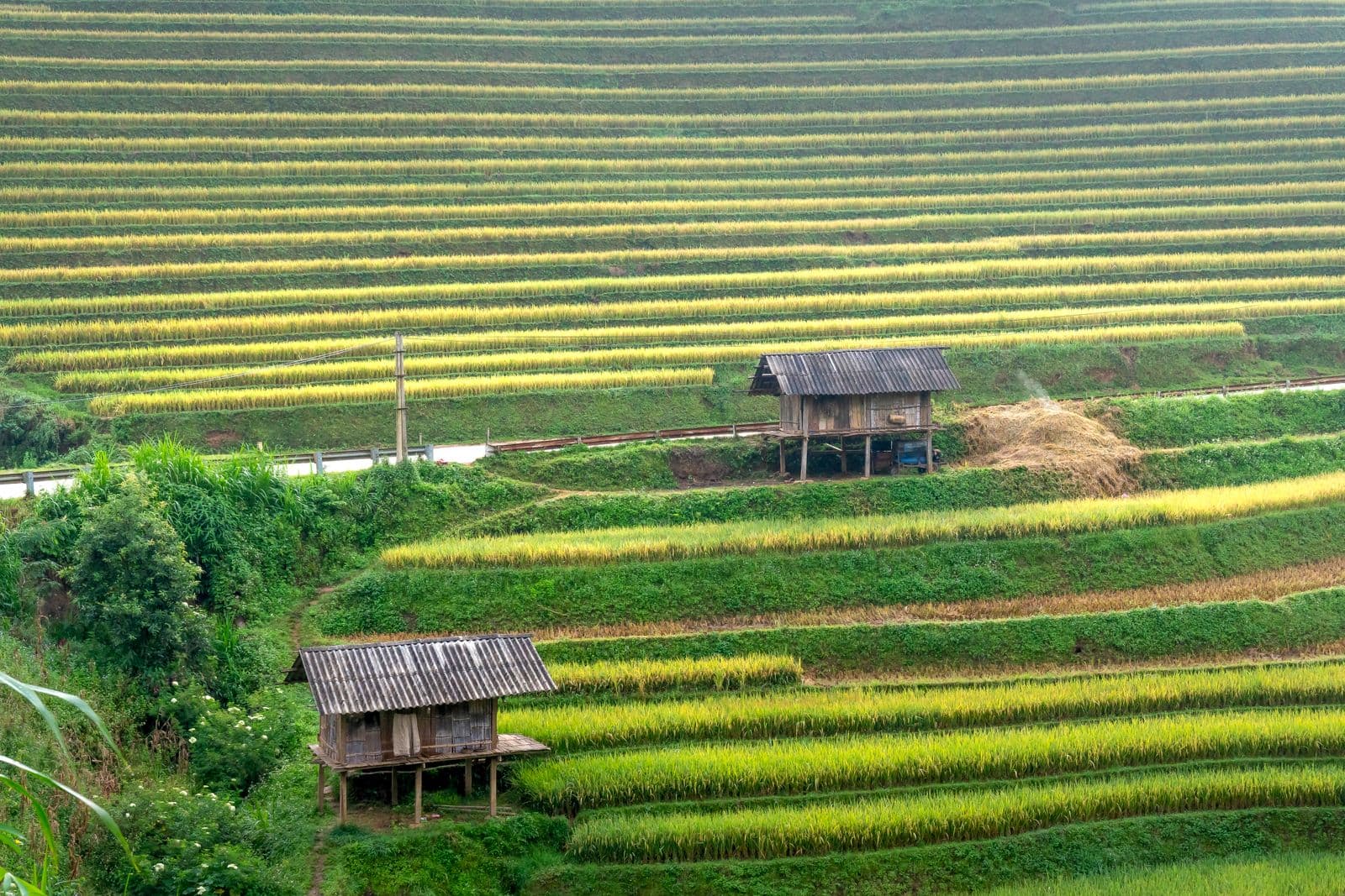 Houses on a hillside among rice fields