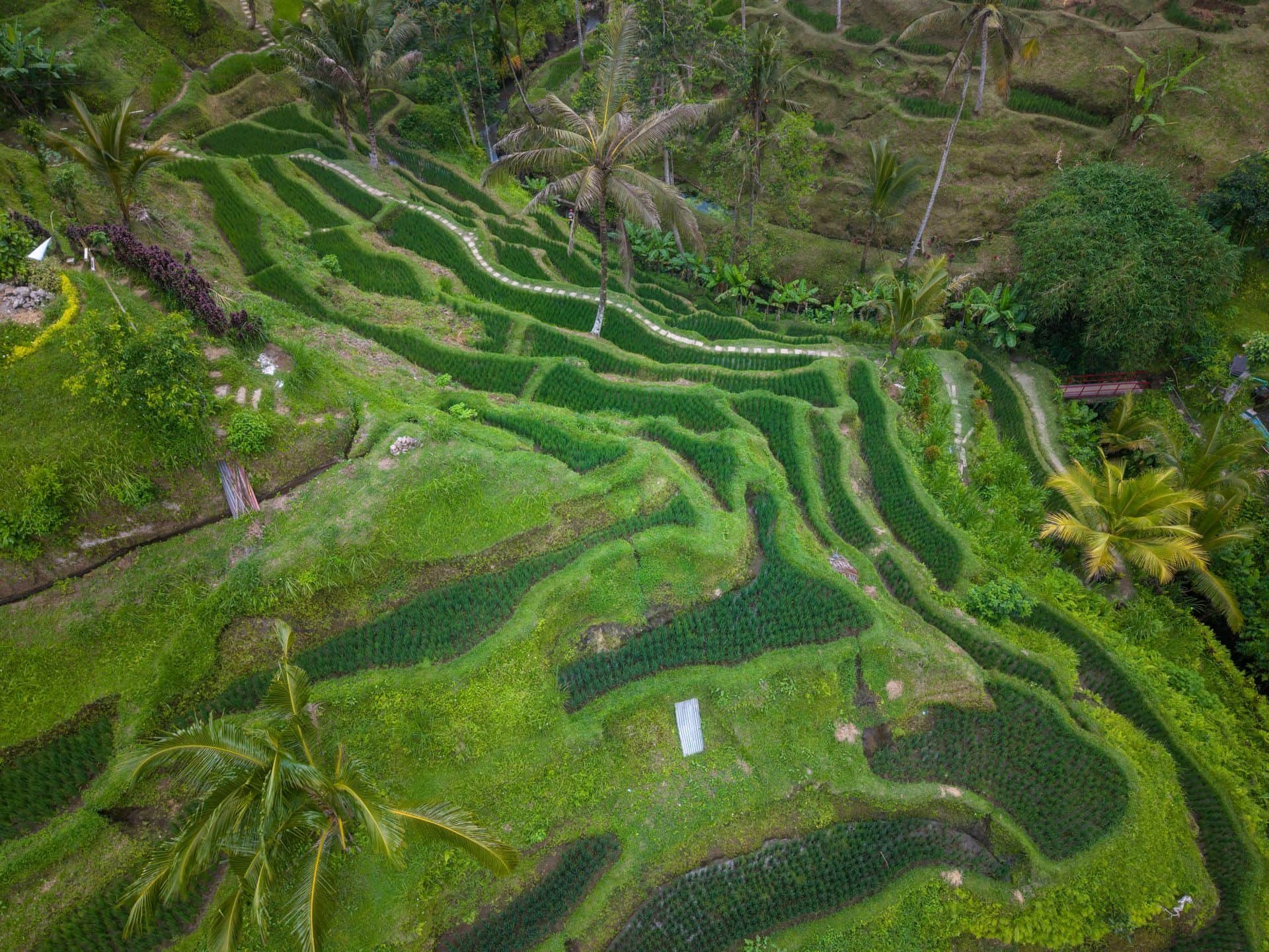 Terraced rice fields in central Bali