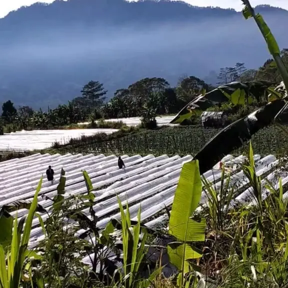 Farm Land Buyan Lake Bedugul Buleleng