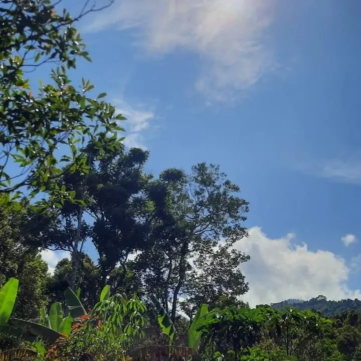 Beautifull Land Munduk Buleleng