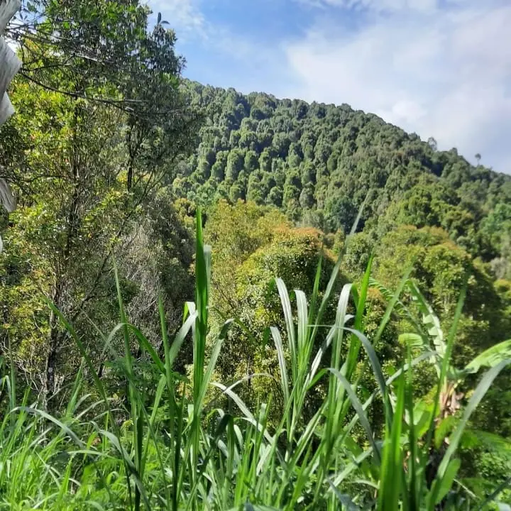 Beautifull Land Munduk Buleleng