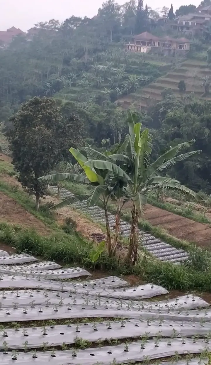 Farm Land Batunye Near Bedugul Tabanan