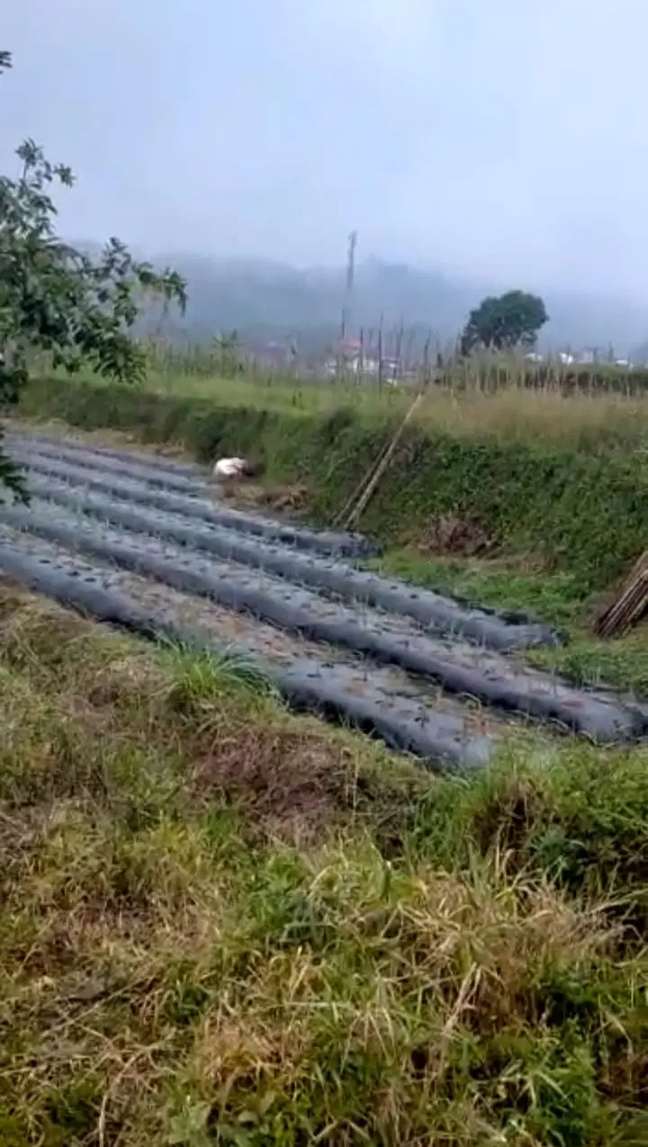 Farm Land Batunye Near Bedugul Tabanan