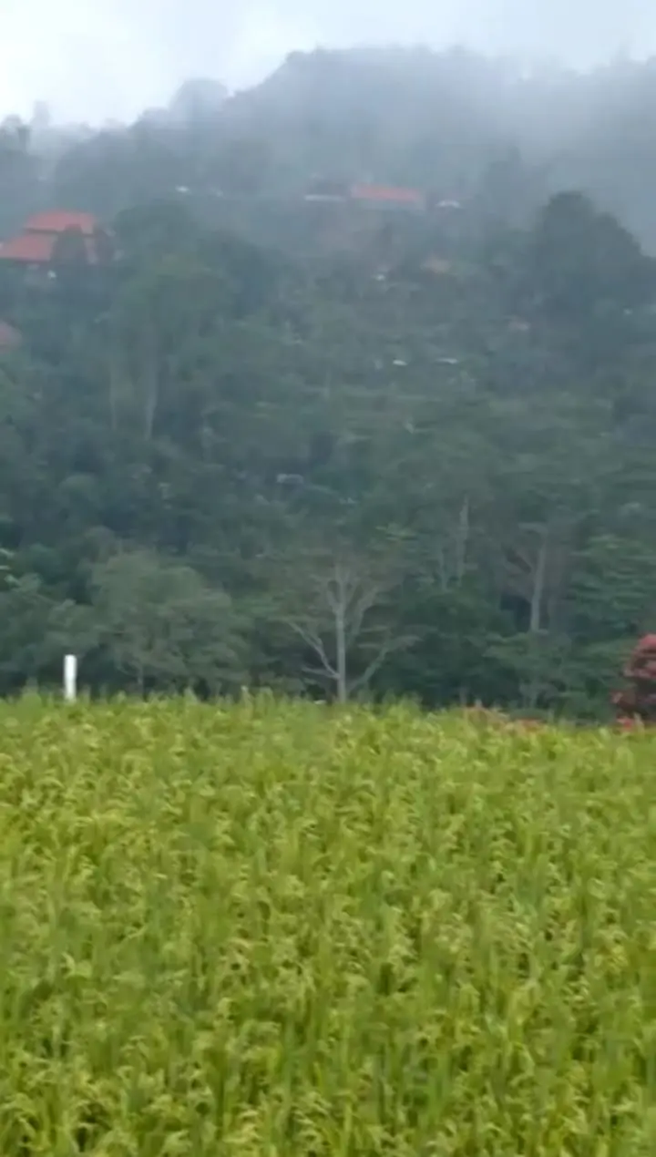 Farm Land Batunye Near Bedugul Tabanan