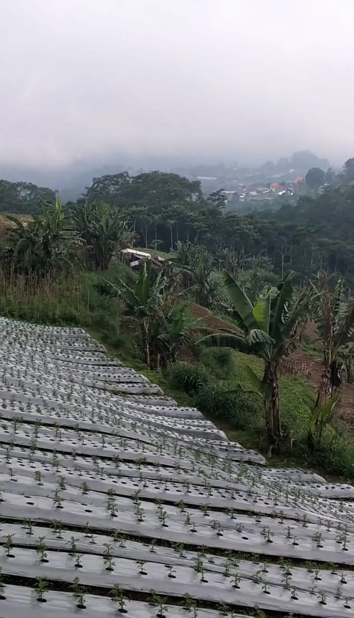 Farm Land Batunye Near Bedugul Tabanan