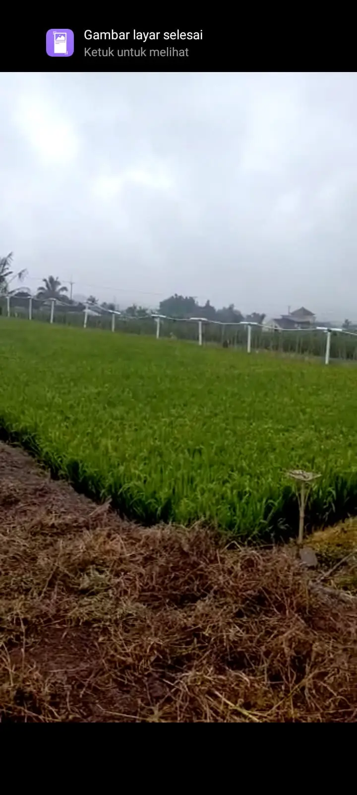 Farm Land Batunye Near Bedugul Tabanan