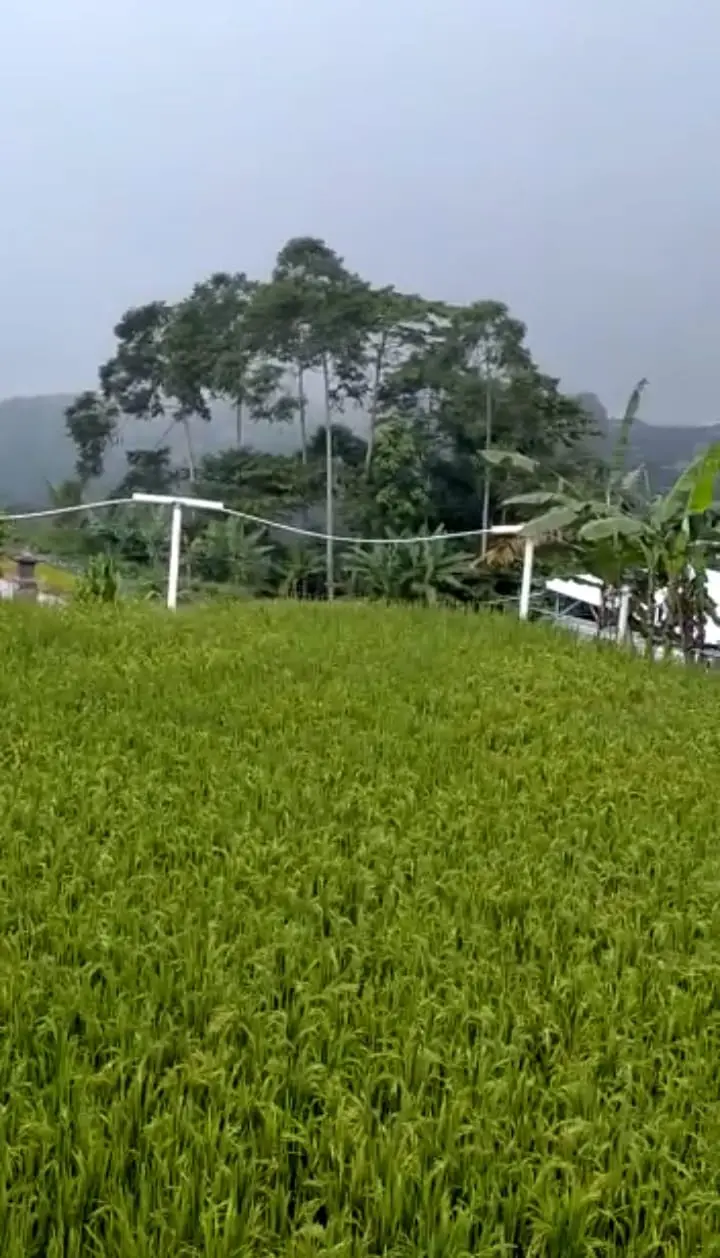 Farm Land Batunye Near Bedugul Tabanan