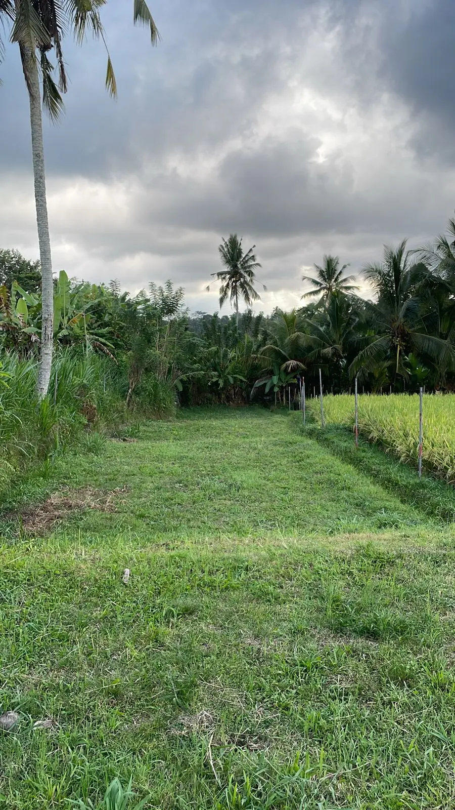 BEGAWAN GIRI LAND PAYANGAN UBUD