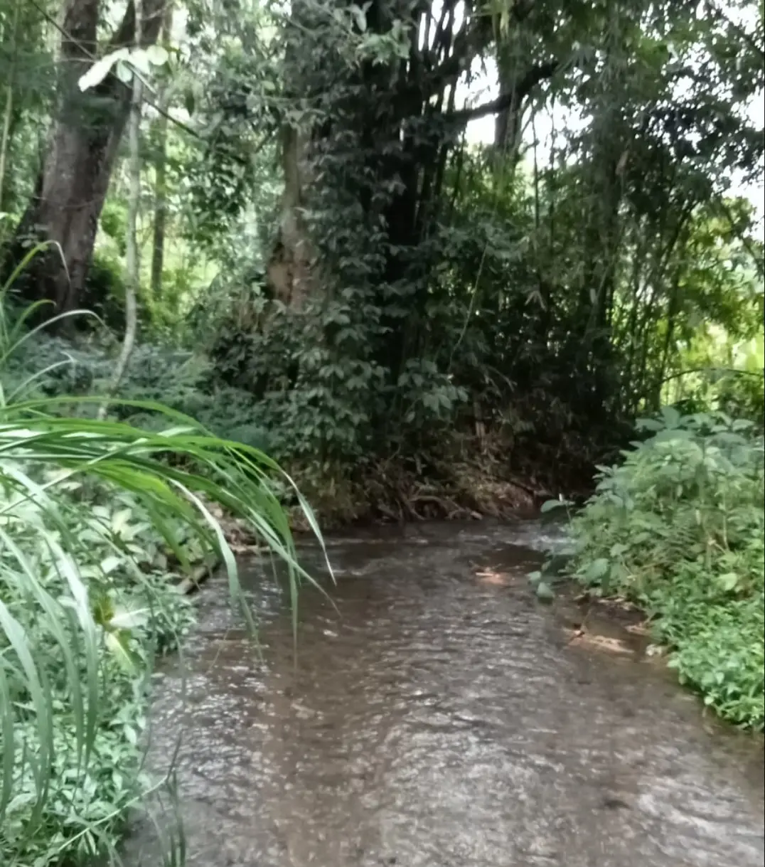 River Side & Jungle Land Taro Tegalalang
