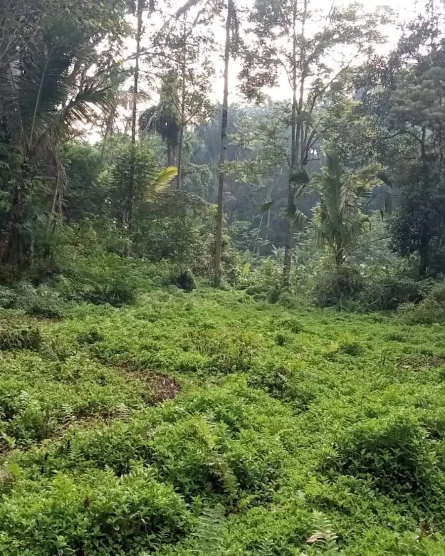 River Side & Jungle Land Taro Tegalalang