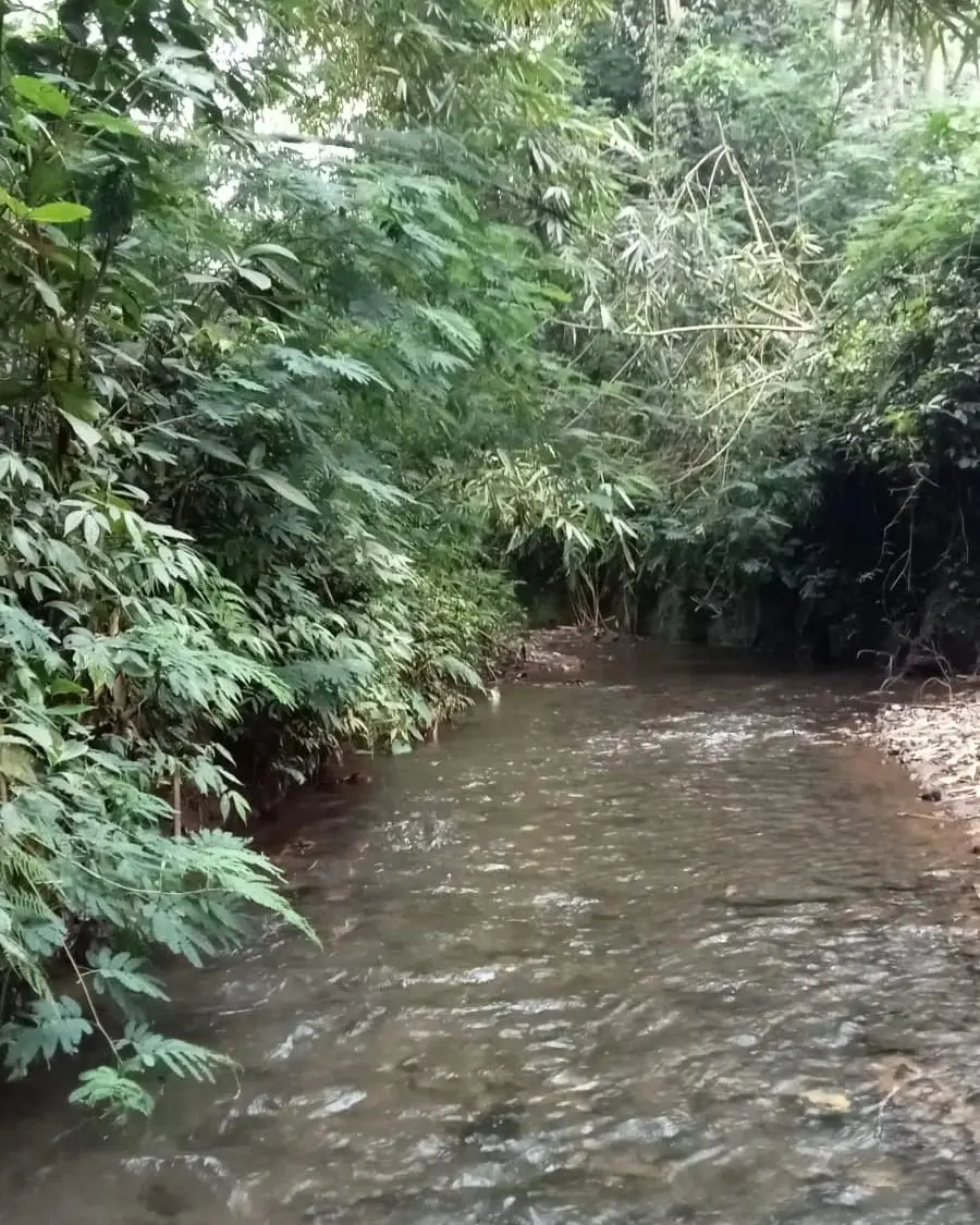 River Side & Jungle Land Taro Tegalalang