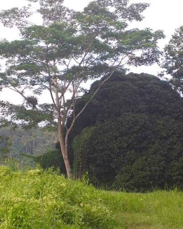River Side & Jungle Land Taro Tegalalang