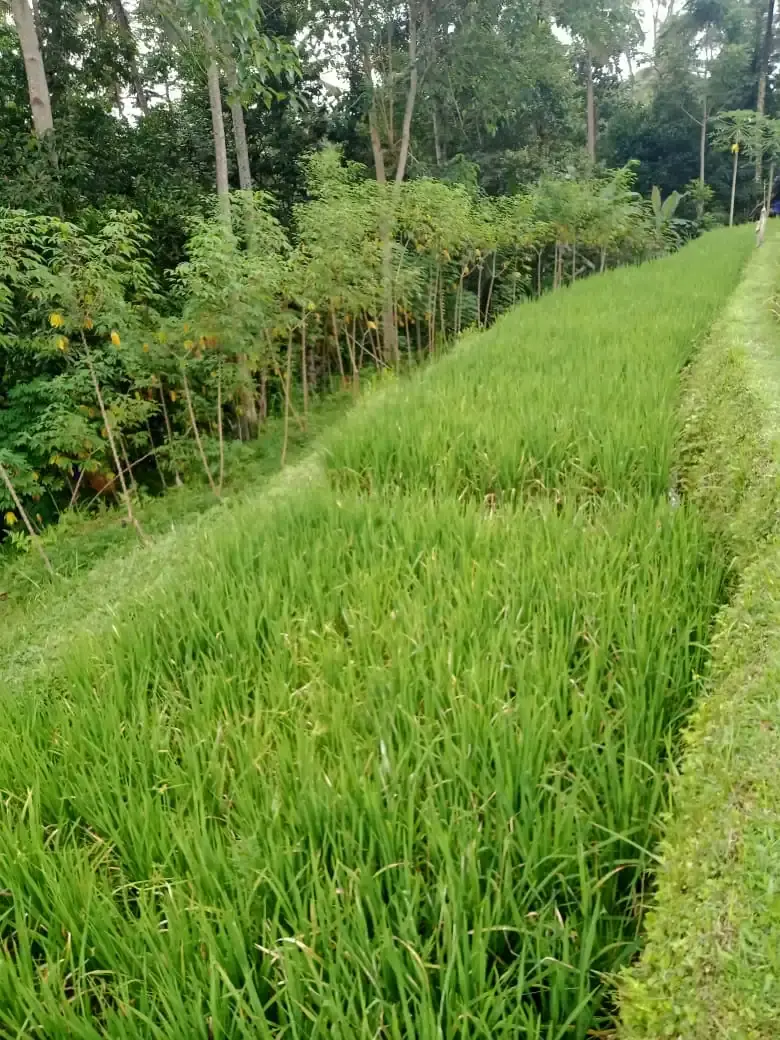 For Sale Cliff Front Land Ungasan, Nusa Dua Bali