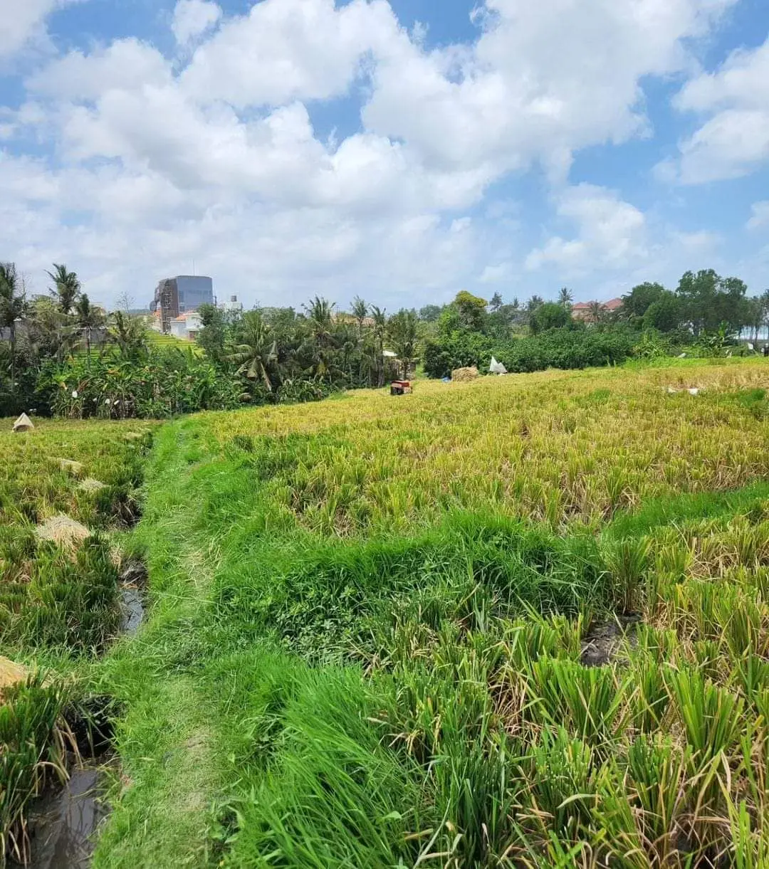 Leasehold Land Cemagi, Badung, Bali