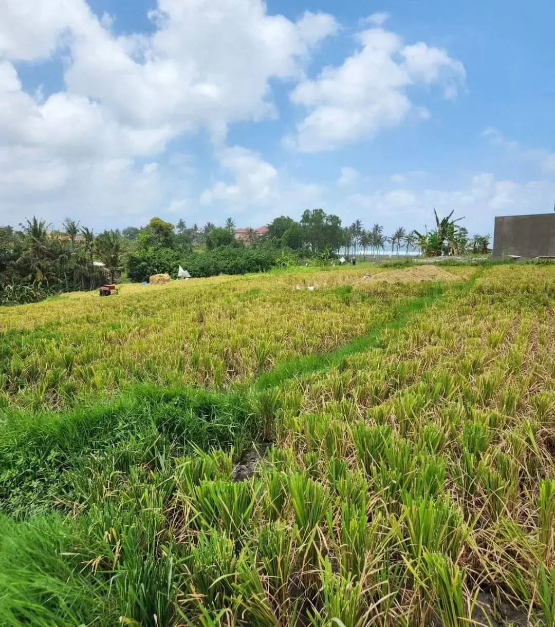 Leasehold Land Cemagi, Badung, Bali