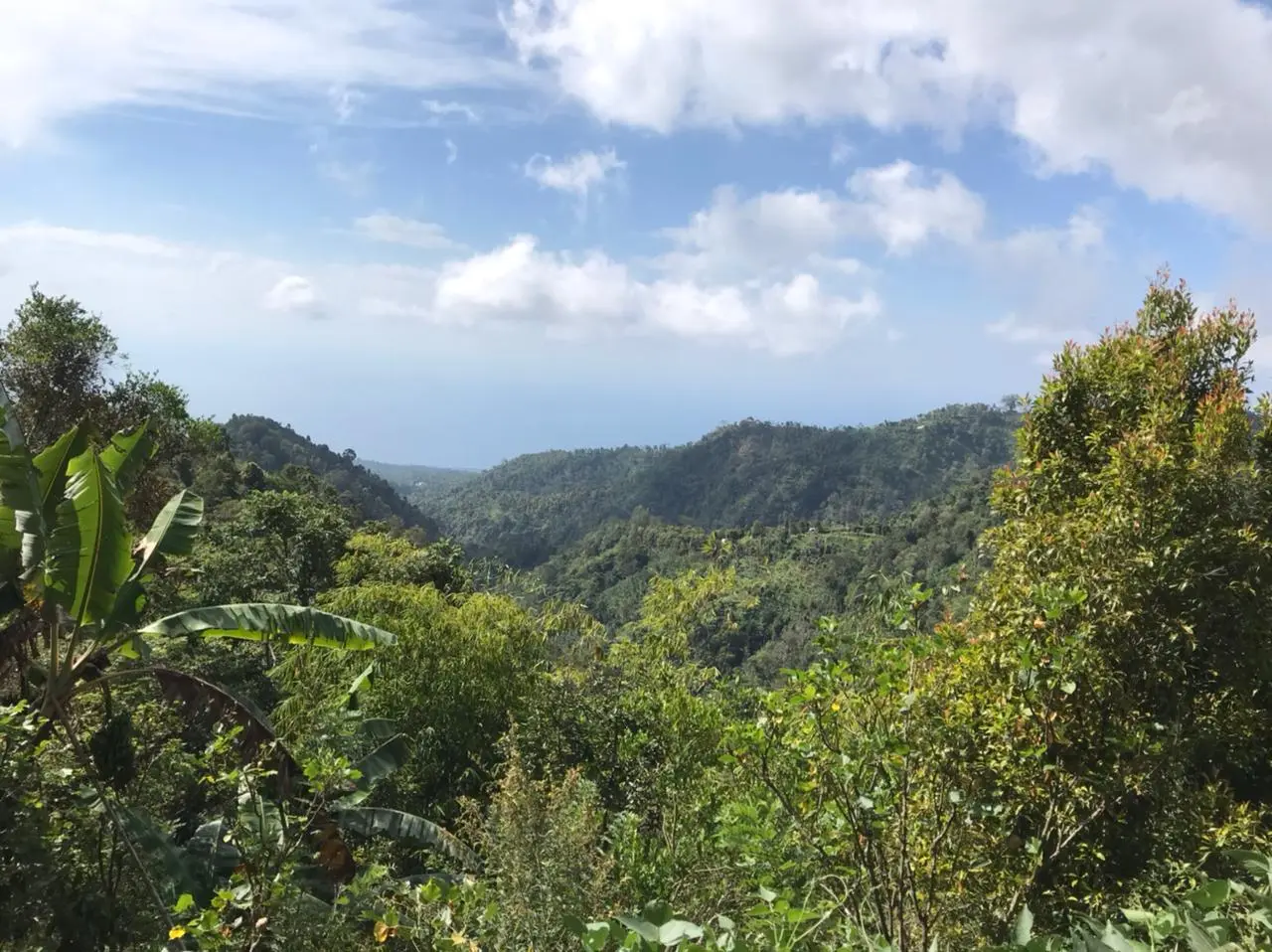 Coffee Plantation Land In Kintamani Bali