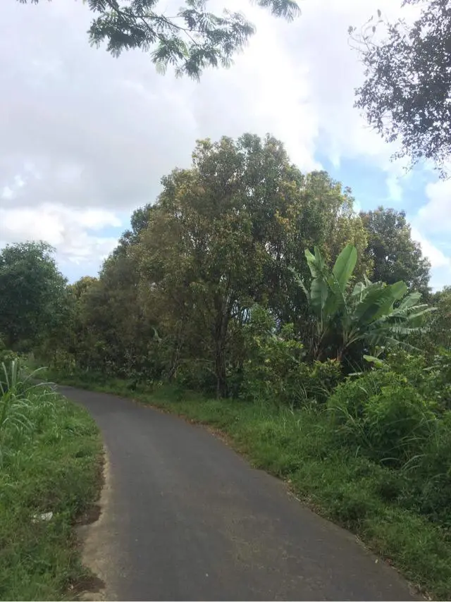 Coffee Plantation Land In Kintamani Bali
