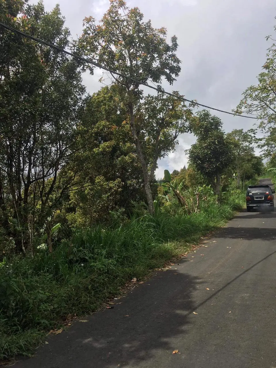 Coffee Plantation Land In Kintamani Bali