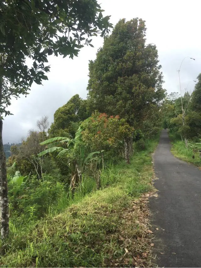 Coffee Plantation Land In Kintamani Bali