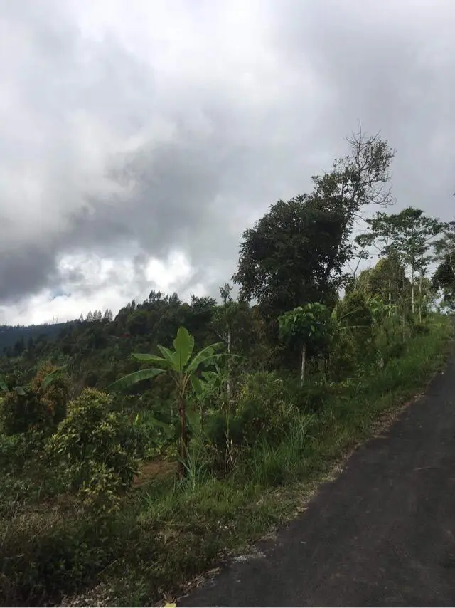 Coffee Plantation Land In Kintamani Bali