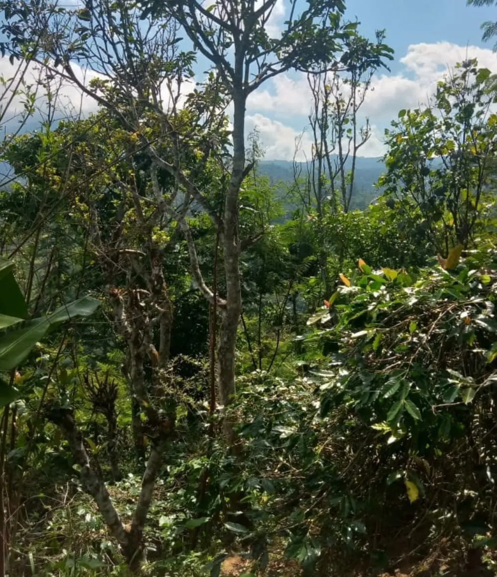 Plantation Land In Kintamani Bali