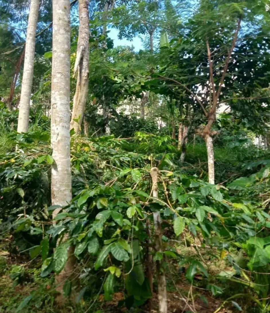 Plantation Land In Kintamani Bali