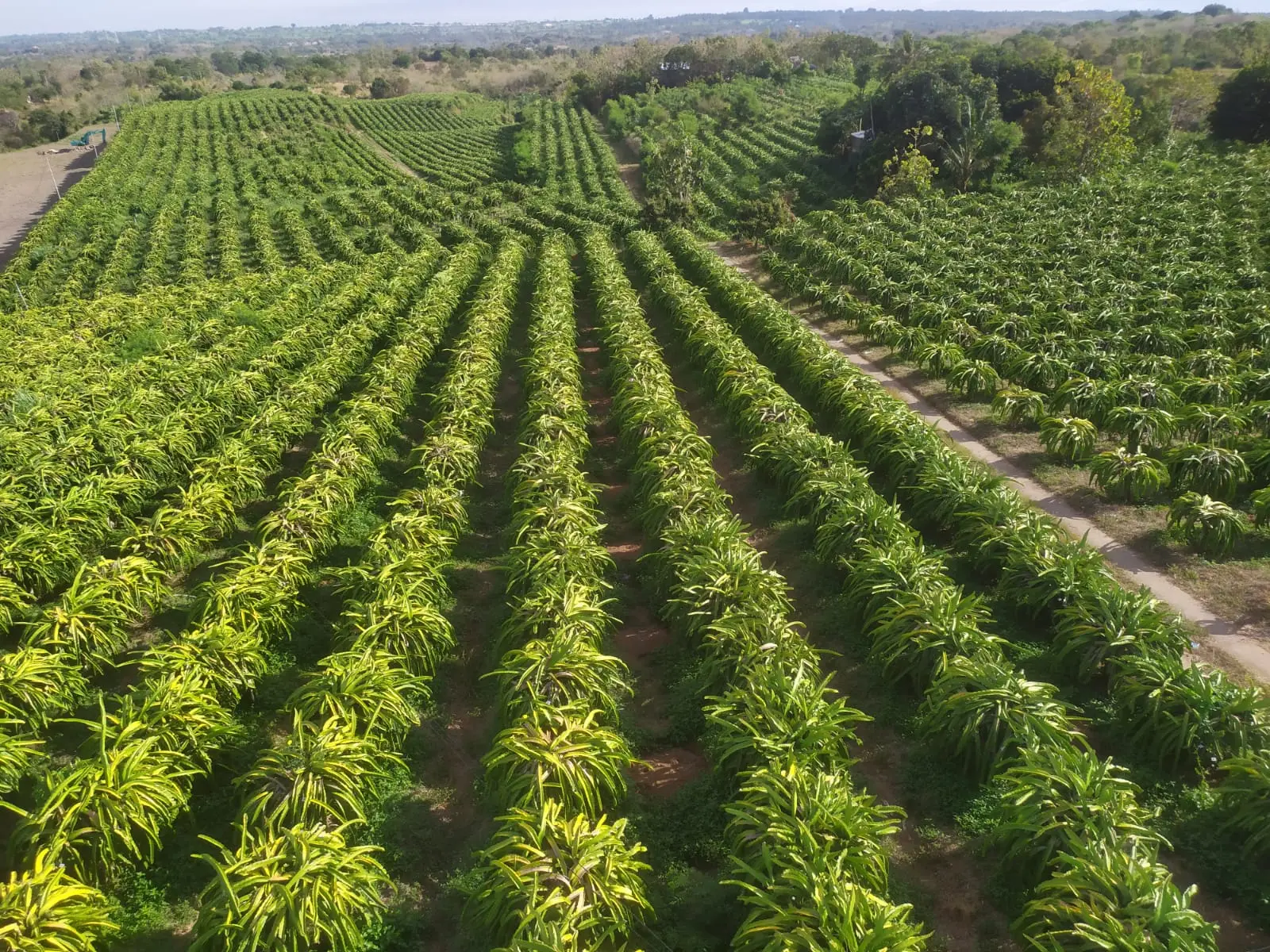 Plantation Land In Kubutambahan Buleleng North Bali