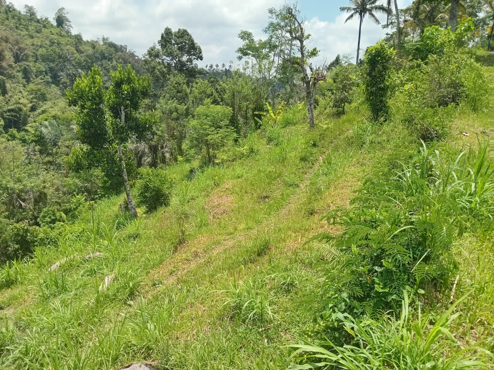 Plantation Land With Spring Water Petang North Badung